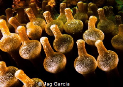 The odd shape of these anemone always tickle the naughty ... by Jag Garcia 